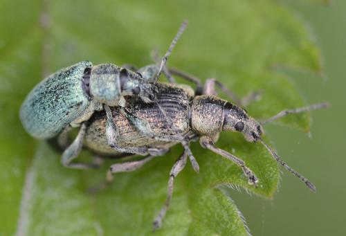 Réf. 215 215 : Phyllobius pomaceus
